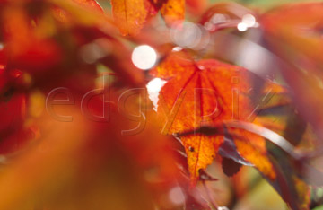 Comp image : alav208 