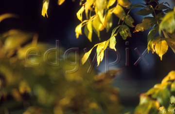 Comp image : seau0113 