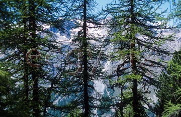 Comp image : sils0315 