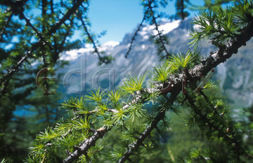 Comp image : sils0319 