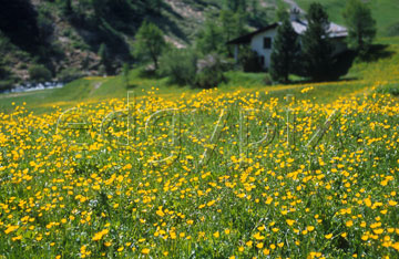 Comp image : sils0405 