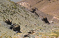 Looking down on the tiny figures of a trekking group and a mule train making their way along a track across the arid landscape in the Moroccan High Atlas mountains