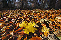 Ground level close-up of sunlit fallen autumn leaves, a maple leaf prominent, with trees of an English wood in the background